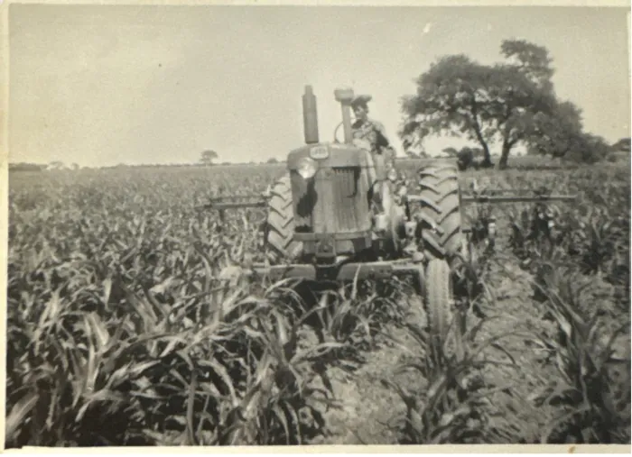Cosecha de tabaco y producción agropecuaria